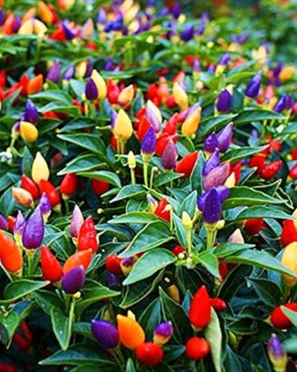 Pianta di peperoncino di varie misure