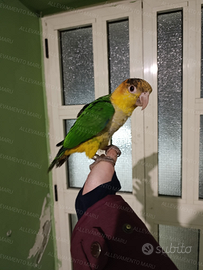 Caicco maschio allevato a mano