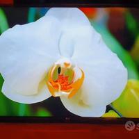 Smart tv Lg 43" Pollici 4k