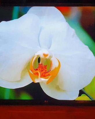 Smart tv Lg 43" Pollici 4k