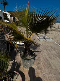 Palme Washington prezzo per liberare spazio