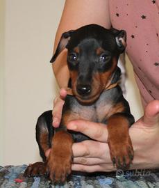 Pinscher nano maschietto