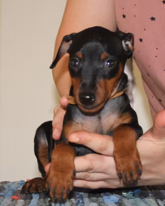 Pinscher nano maschietto