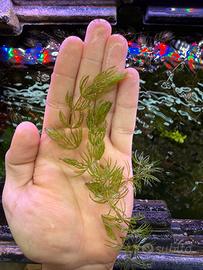 Pianta per acquario Ceratofillo