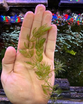Pianta per acquario Ceratofillo
