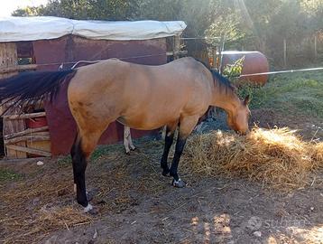 Cavalla n vendita