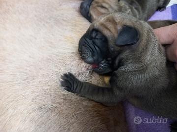 Cuccioli di Alano Fulvo da Allevamento