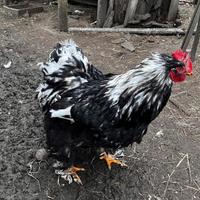 Galli Concincina Gigante