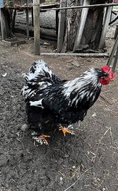 Galli Concincina Gigante