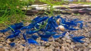 Caridine neocaridine ed altro acquario