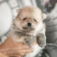 Cuccioli Pomerania con pedigree alta genealogia