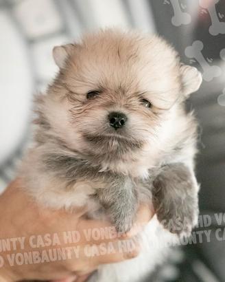 Cuccioli Pomerania con pedigree alta genealogia