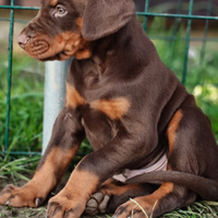 Cuccioli Dobermann