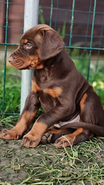 Cuccioli Dobermann