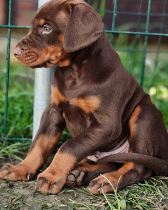 Cuccioli Dobermann