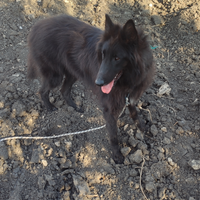 Groenendael per monta