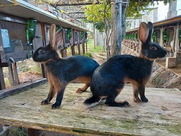 Si cedono maschietti di lepri nero focate