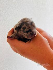 Vendita bulldog francese