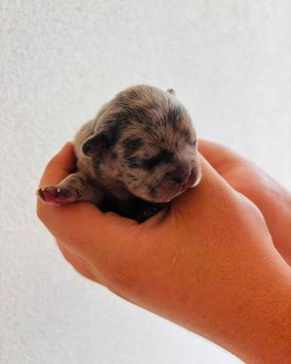 Vendita bulldog francese