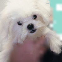 Maltesi puri Toy e mini pronti maschio e femmina