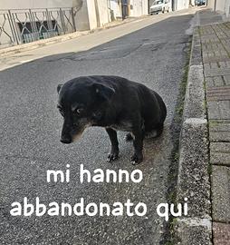 NONNO BLACK 13 kg E' PER STRADA