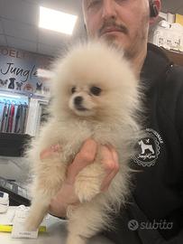 Cucciolo di spitz nano