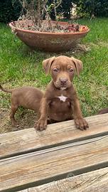 Pit Bull