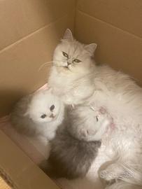 Gattini persiani Chinchillà 