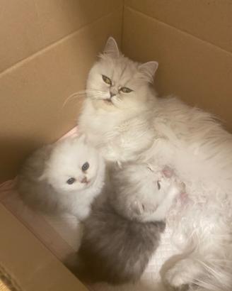 Gattini persiani Chinchillà 