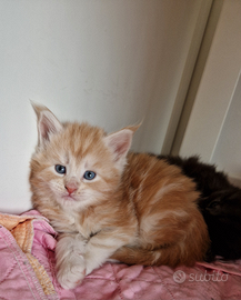 Cucciolo di Maine coon