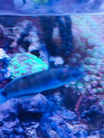 Pesci acquario marino