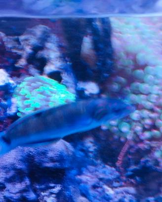 Pesci acquario marino