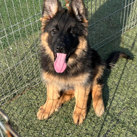 Cuccioli pastore tedesco pelo lungo