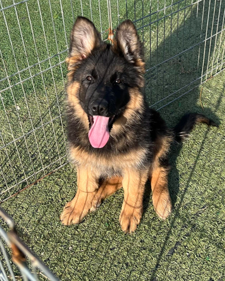 Cuccioli pastore tedesco pelo lungo