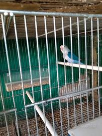 Uccelli
