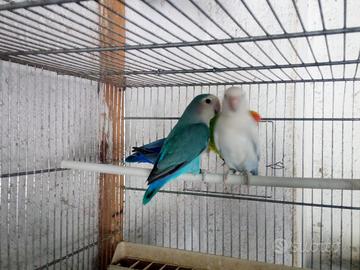 Inseparabili vari colori