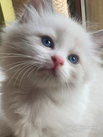 Cuccioli di ragdoll