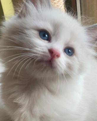 Cuccioli di ragdoll