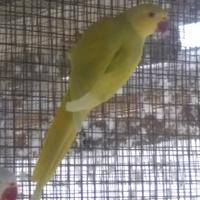 Parrocchetti dal collare giovani 2025