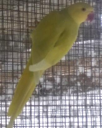 Coppie adulte Parrocchetti dal collare