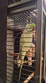 Parrocchetto dal collare + voliera completa di acc