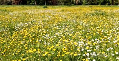 Terreno edificabile Loc. Maioli Goito