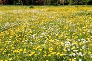 Terreno edificabile Loc. Maioli Goito