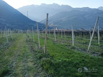 Vendita terreno agricolo