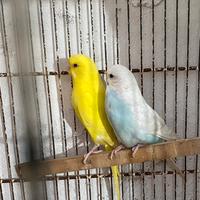 Vend cocoriti di tutti colori anno 2026