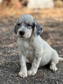 Setter inglese