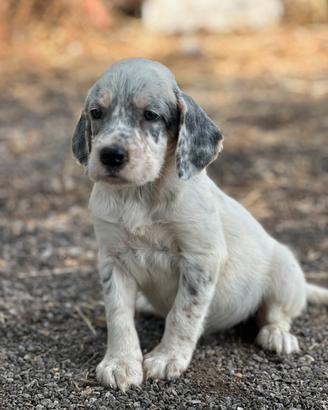 Setter inglese