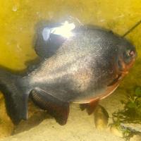 Piranha Carnivoro