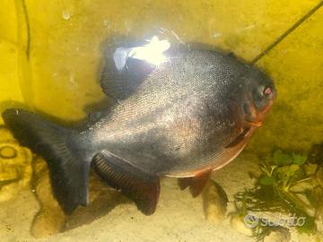 Piranha Carnivoro