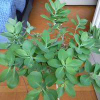 Pianta grassa SEDUM, ivaso rotondo diametro cm 25